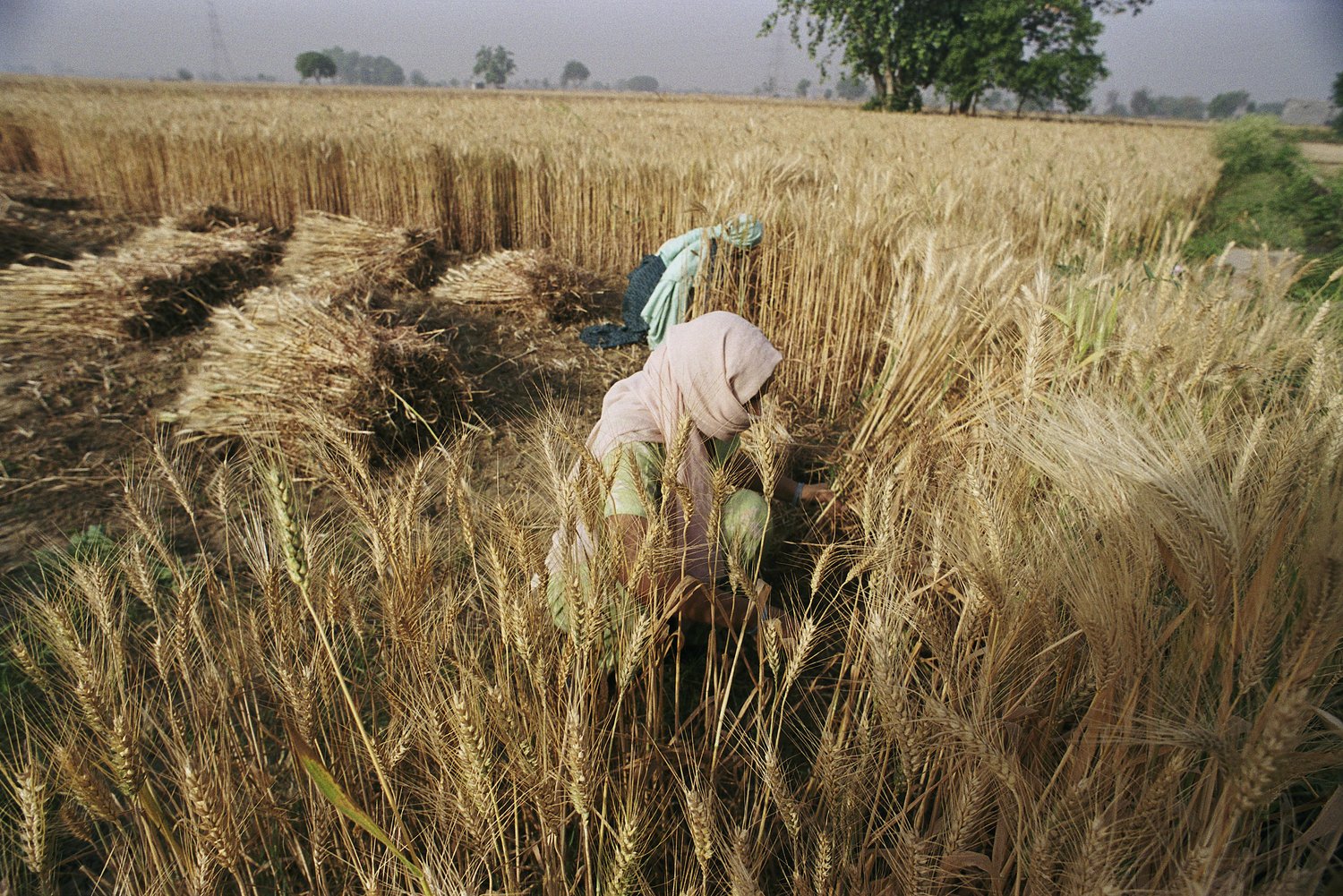 Women harvest wheat